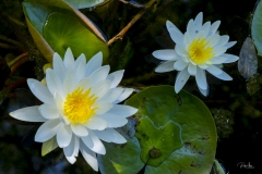 20190615_LilyFlower2048-4540