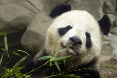 Giant Panda Posing
