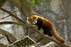 Red Panda Embarassed