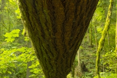 20190811_FallenTree-1652