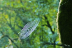 20190811_SpiderWeb-1620
