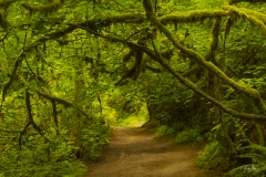 20190811_WildwoodTrail-1666