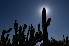 20191028_CactusSun-0157