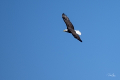 20191128_Eagle1-5206