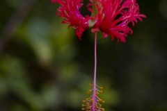 20191207_RedHibiscus-2280