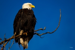 20200208_PerchedEagle-3442