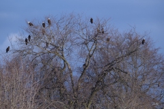 20200208_TreeOfEagles2-3655