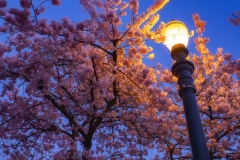 20200321_BlossomLight-6810