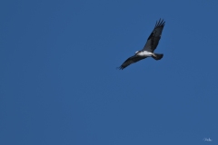 20200408_Osprey-4775