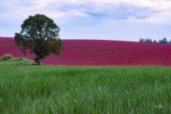 20200511_CrimsonClover-7350