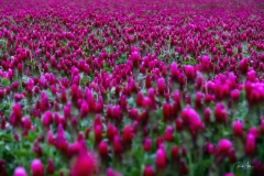 20200511_CrimsonClover-FullField-7335