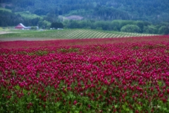 20200511_CrimsonCloverBarn-7383