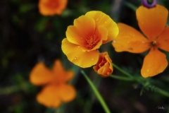 20200525_Poppy-7439