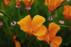 20200525_Poppy2-7435