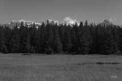 20200703_TreeToppedMountains-5190BW