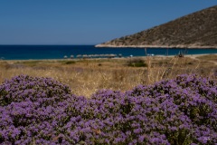 20220625_FlowerBeach-7495