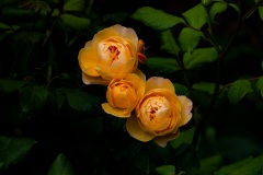 20220701_StJamesRoses-1238