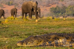 2024AUG01_CrocWithElephants-8731