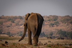 2024AUG01_ElephantGoodbye-8862