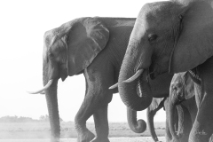 2024AUG01_ElephantsBnW-8795