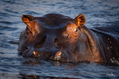 2024AUG01_HungryHippo-8493
