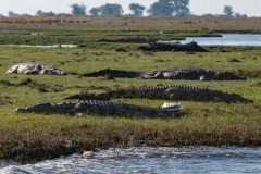 2024AUG02_CrocField-9224