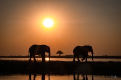 2024AUG02_ElephantSunsetFB-2677