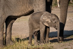 2024AUG02_ItsAboyEle-9611