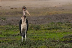 2024AUG02_Stork-9381