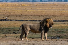 2024AUG03_Lion-0108