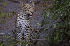 2024AUG04-YoungLeopard-0494