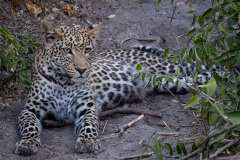 2024AUG04_LeopardChillin-0596