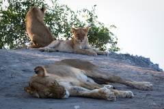 2024AUG04_LionFamily-0479