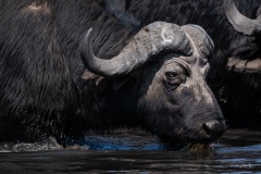 2024AUG06_Buffalo-1902