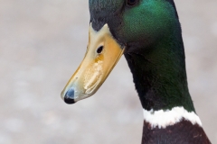 DaffyDuck-sig