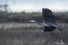 GreatBlue_Flying-Sig