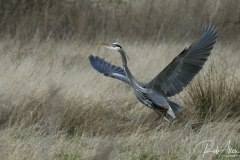 GreatBlue_Takeoff-Sig