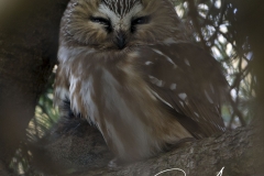 Northern_Sha_Whet_Owl-sig