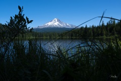 WP_20190728_Trillium2-1456